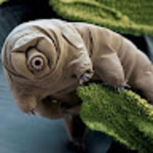 Meet your Posher, Jedidiah